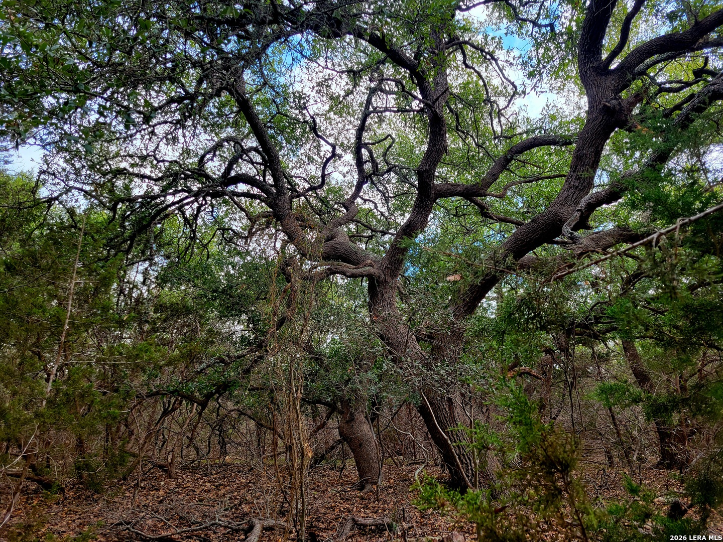 2066 Stallion Springs Drive Fischer TX 78623
