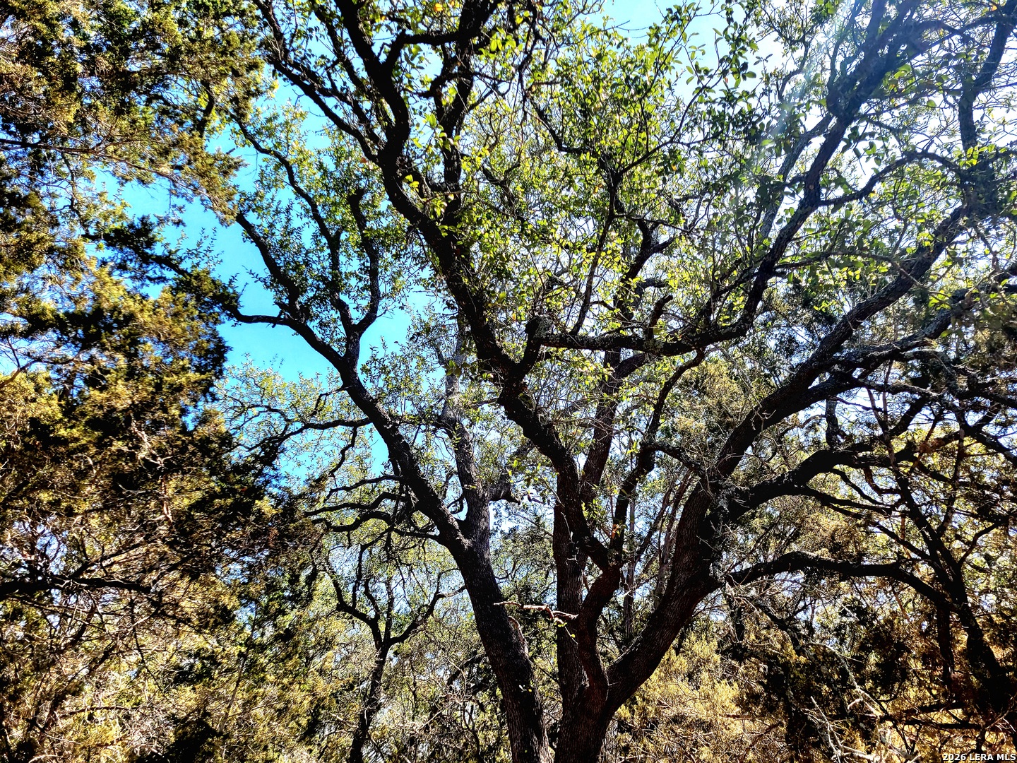 2066 Stallion Springs Drive Fischer TX 78623