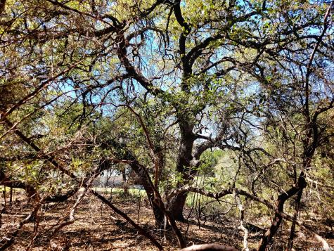 2066 Stallion Springs Drive Fischer TX 78623