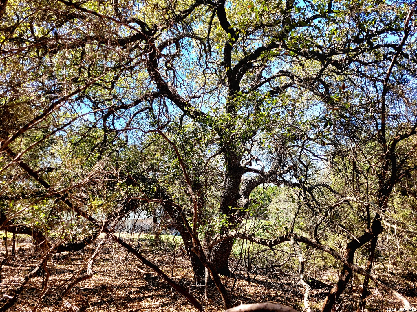 2066 Stallion Springs Drive Fischer TX 78623