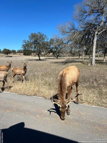 Lot 58 Red Stag Lane Pipe Creek TX 78063