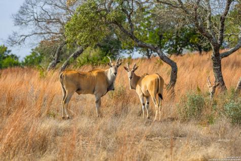 Lot 34 Great Sky Ranch Kerrville TX 78028