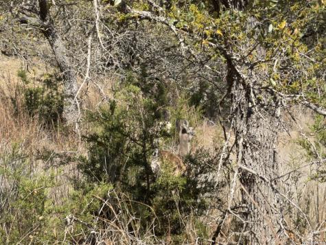 189 Campbell Canyon Lake TX 78133