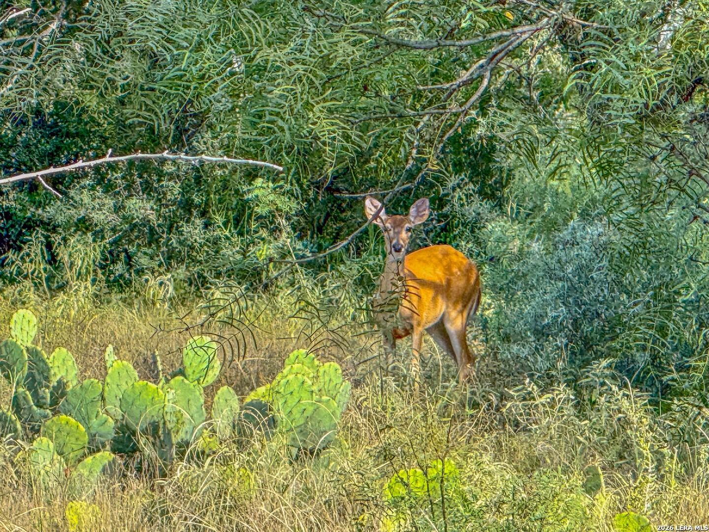 20945 Cactus Road Eldorado TX 76936