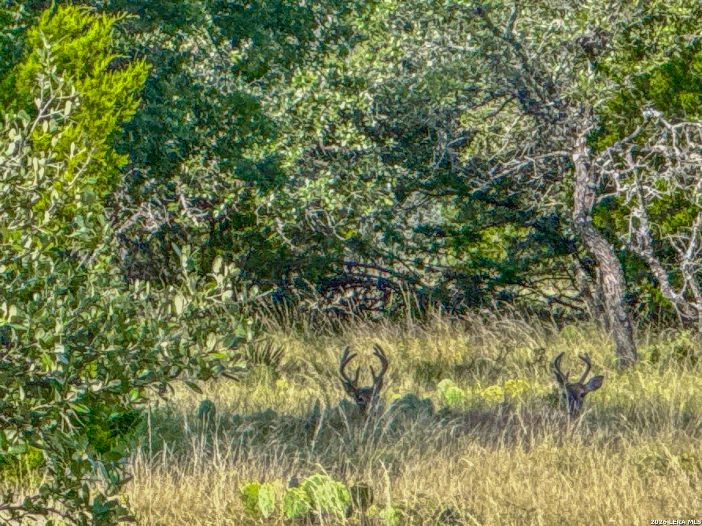 20945 Cactus Road Eldorado TX 76936