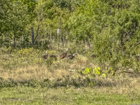 20945 Cactus Road Eldorado TX 76936