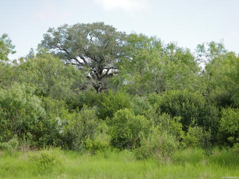 Tract 8 Tbd Cr 208 Hobson TX 78117