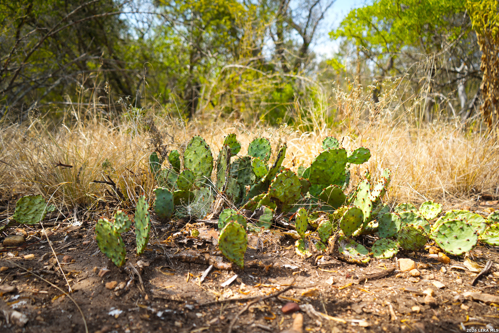 Cr 265 Tx Hondo TX 78861