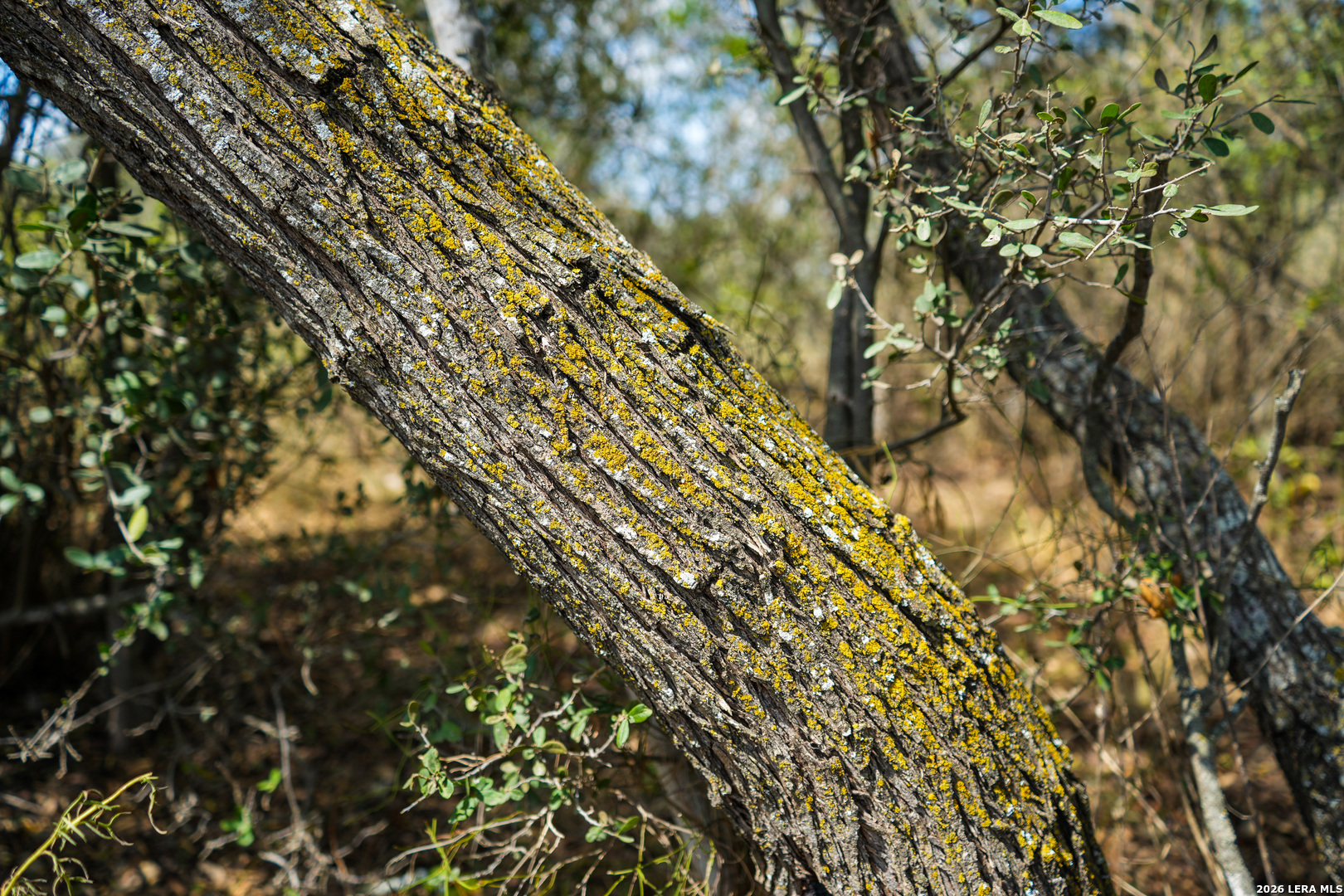 Cr 265 Tx Hondo TX 78861