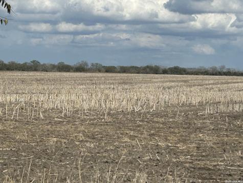 0000 Fm 1349 (39.87 Ac) Skidmore TX 78389