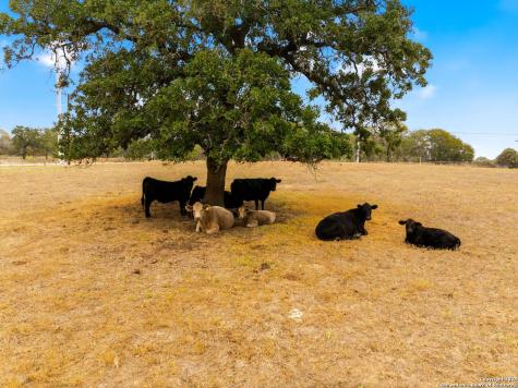 101 County Road 319 La Vernia TX 78121