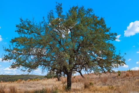 Lot 80 Firsching Road Kerrville TX 78028