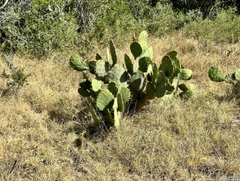 O County Road 116 George West TX 78022