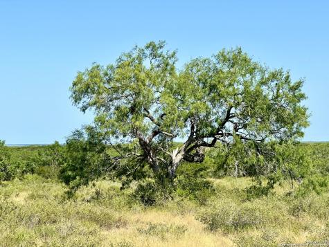 O County Road 116 George West TX 78022