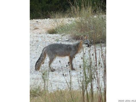 210 Ghost Dancer Fischer TX 78623