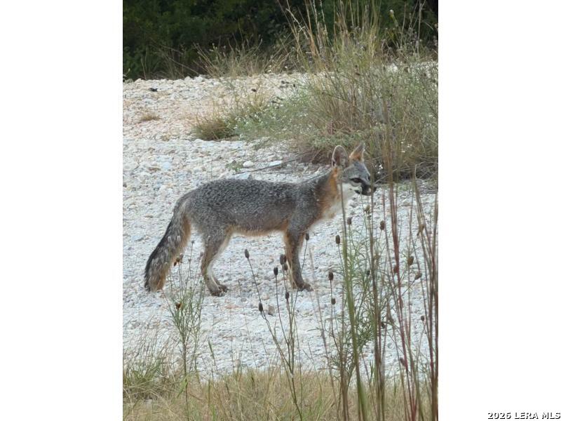 210 Ghost Dancer Fischer TX 78623