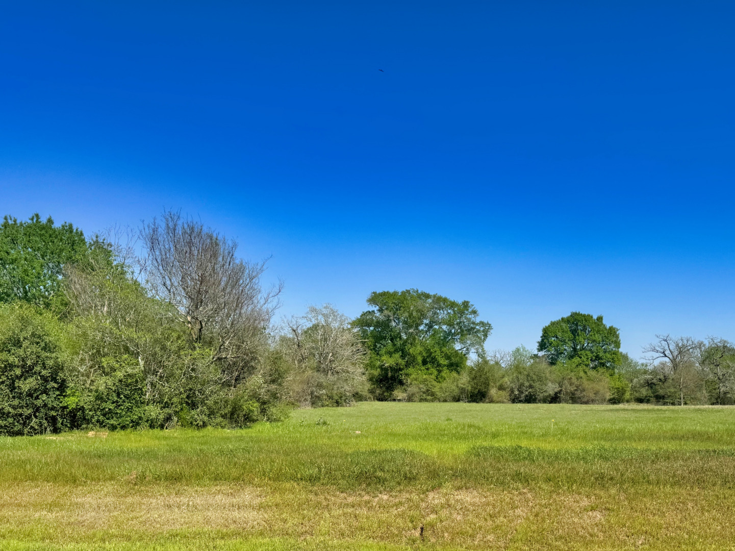 10246 Panther Creek Drive Iola TX 77861