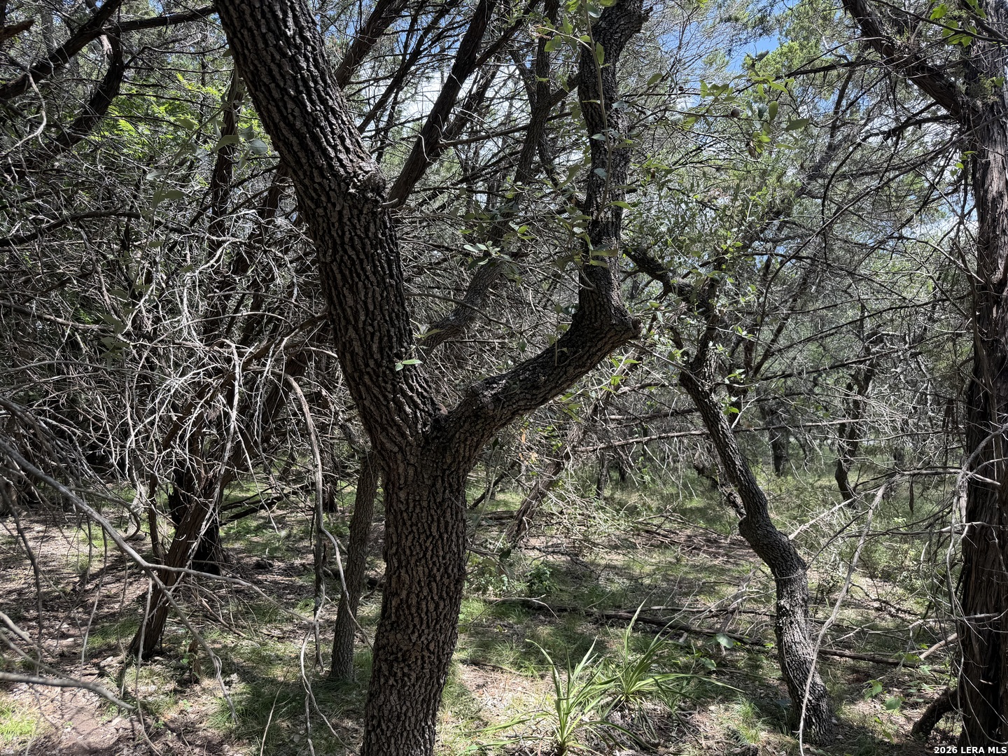 180 Rosenberry Bulverde TX 78163