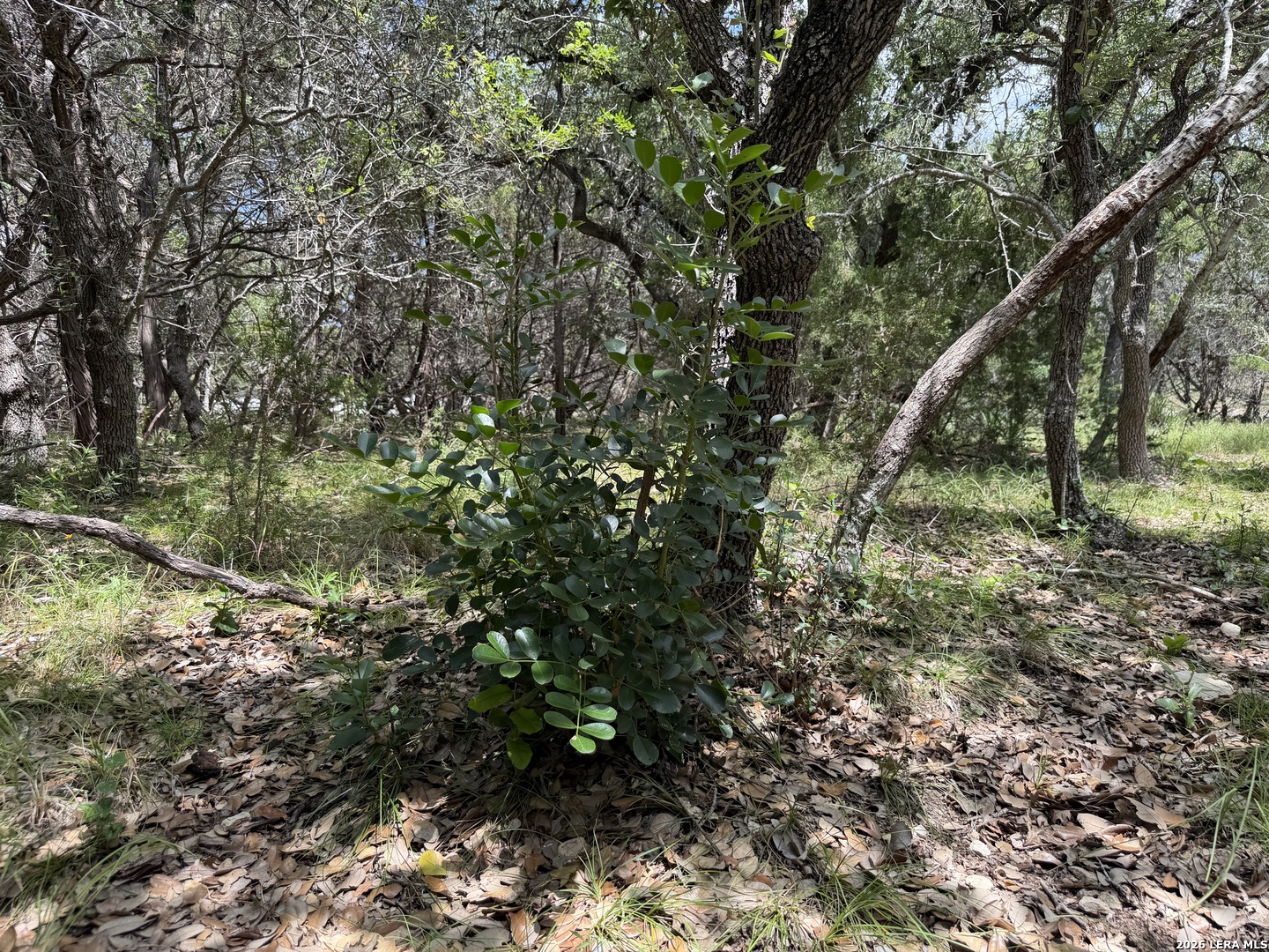 180 Rosenberry Bulverde TX 78163