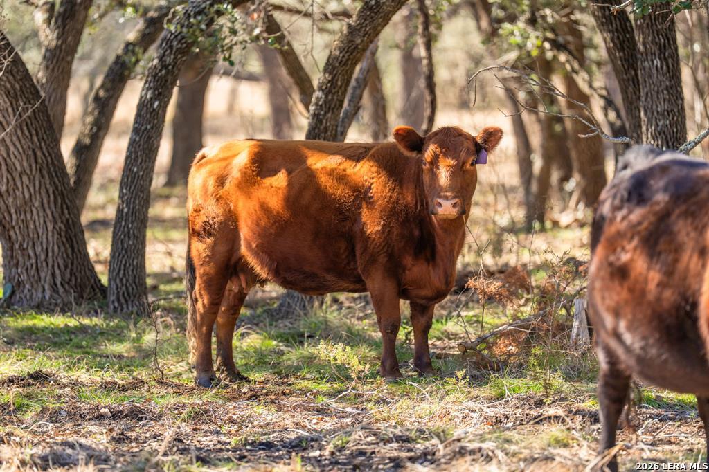 4772-1 County Road 340 Burnet TX 76905