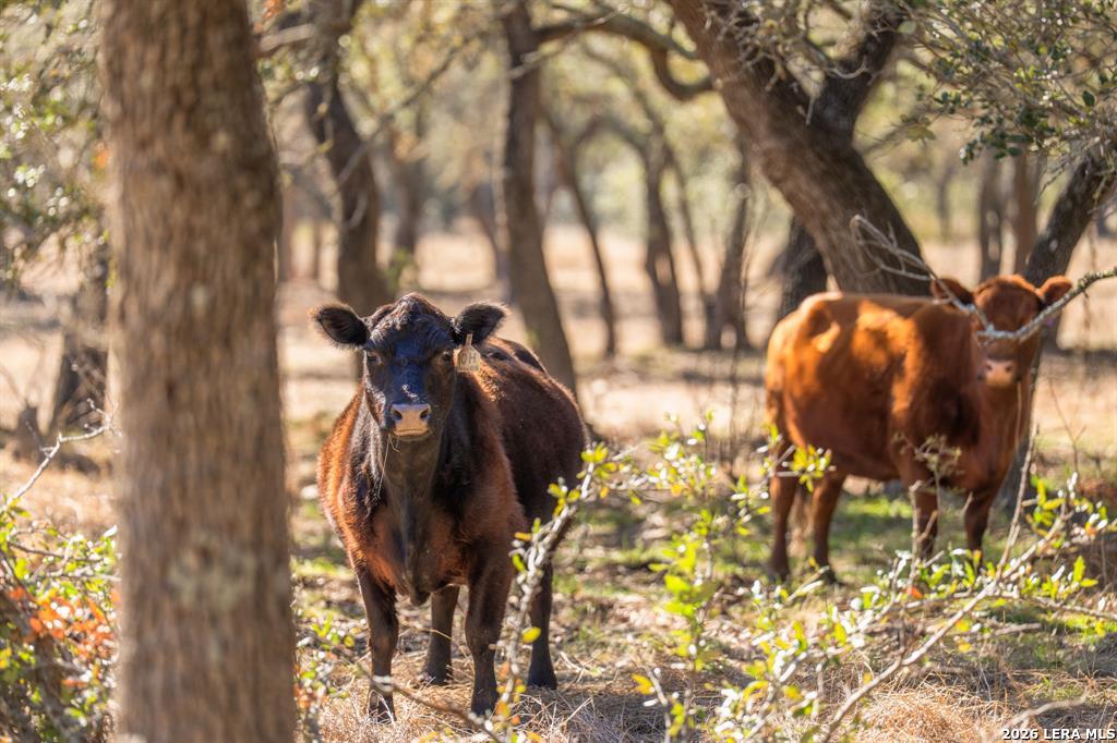 4772-1 County Road 340 Burnet TX 76905