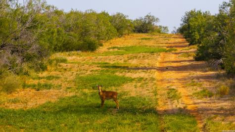 1909 Hubbard Road Cotulla TX 78014
