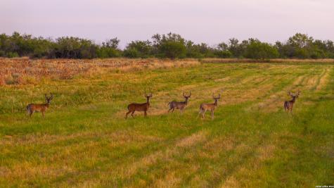 1909 Hubbard Road Cotulla TX 78014