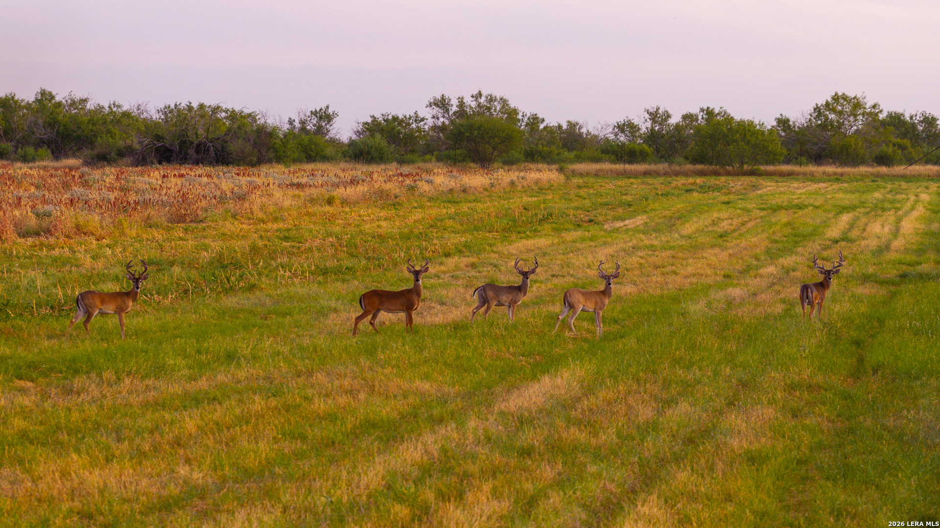 1909 Hubbard Road Cotulla TX 78014