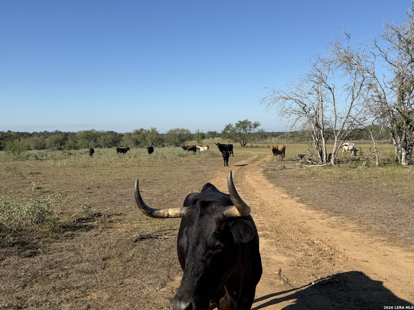 3841 County Road 427 Stockdale TX 78160
