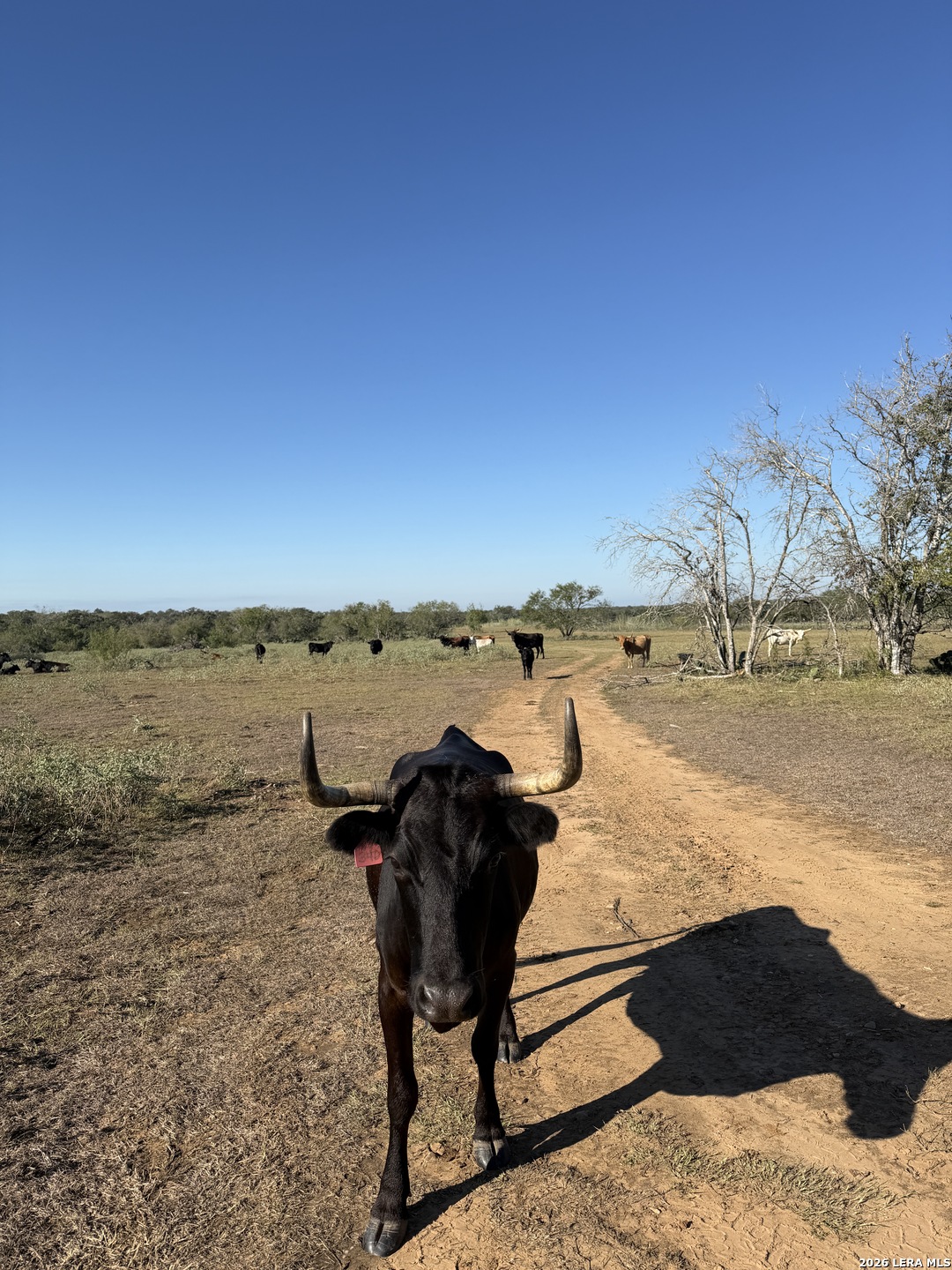 3841 County Road 427 Stockdale TX 78160