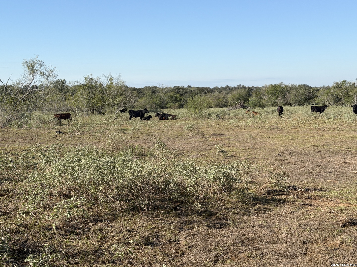 3841 County Road 427 Stockdale TX 78160