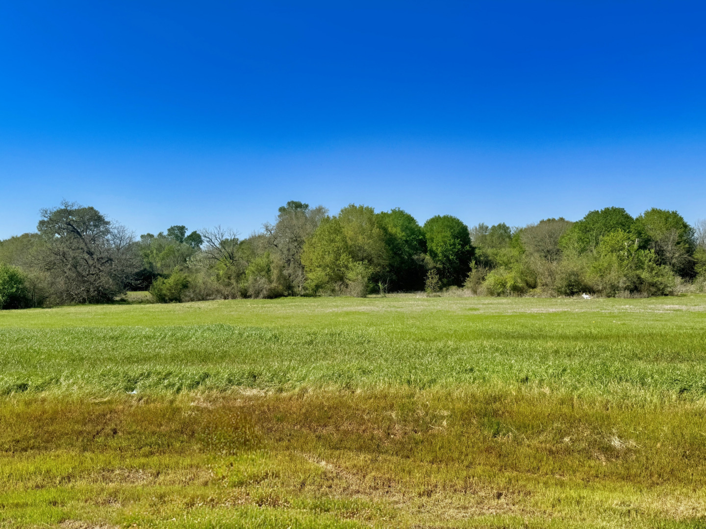 10283 Panther Creek Drive Iola TX 77861