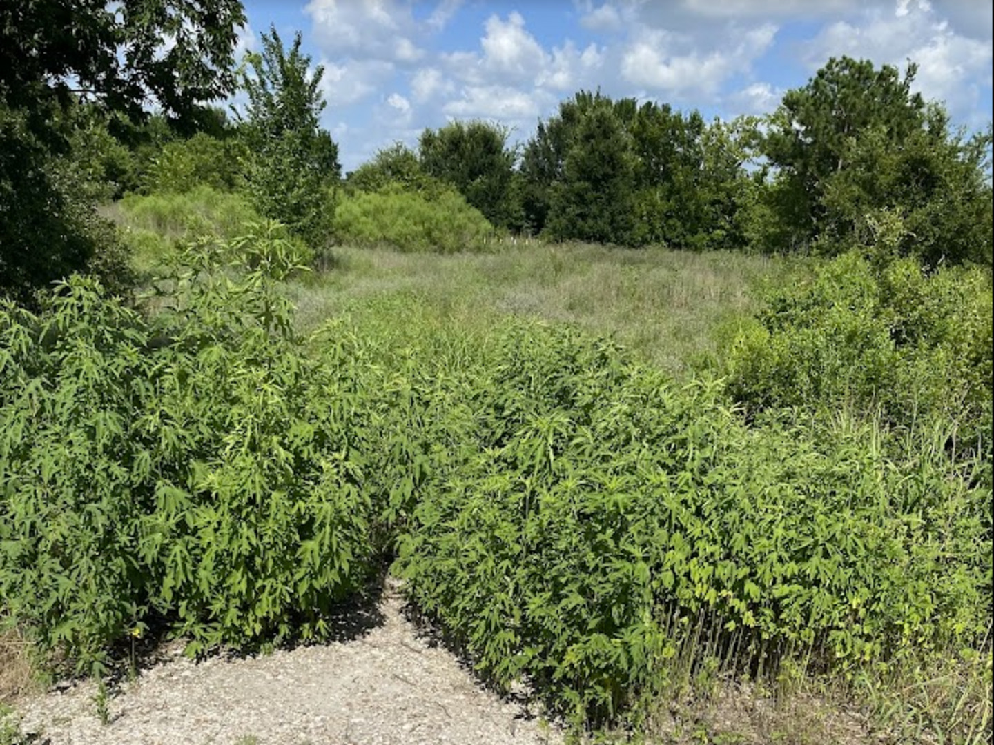 7931 Fm 1952 Wallis TX 77485