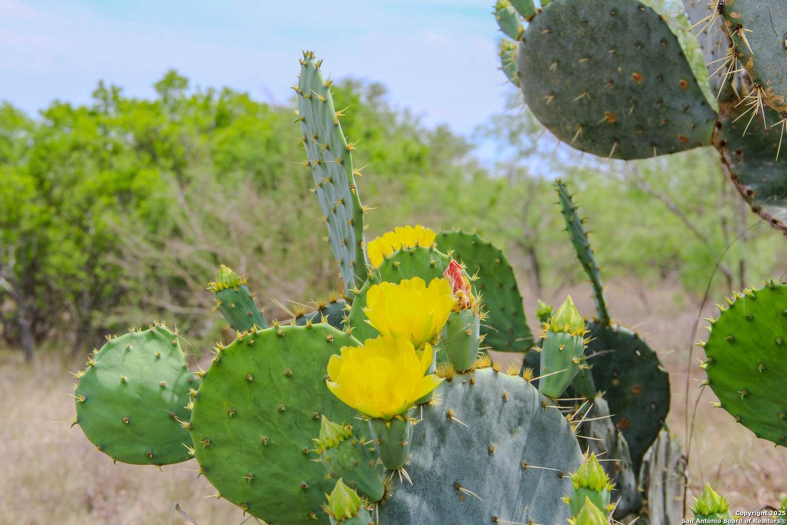 0000 County Road 341 Hondo TX 78861