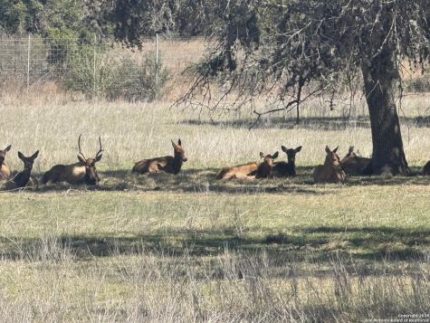 Lot 25 Ringtail Court Pipe Creek TX 78063