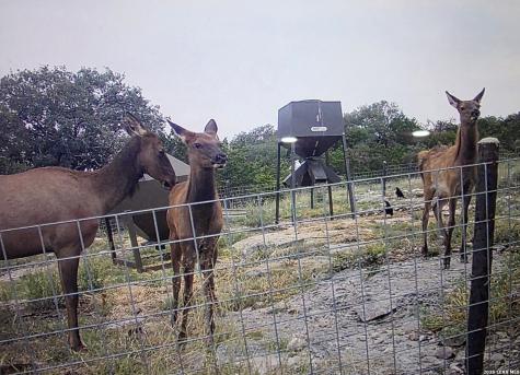 15019 County Road 310 Rocksprings TX 78880