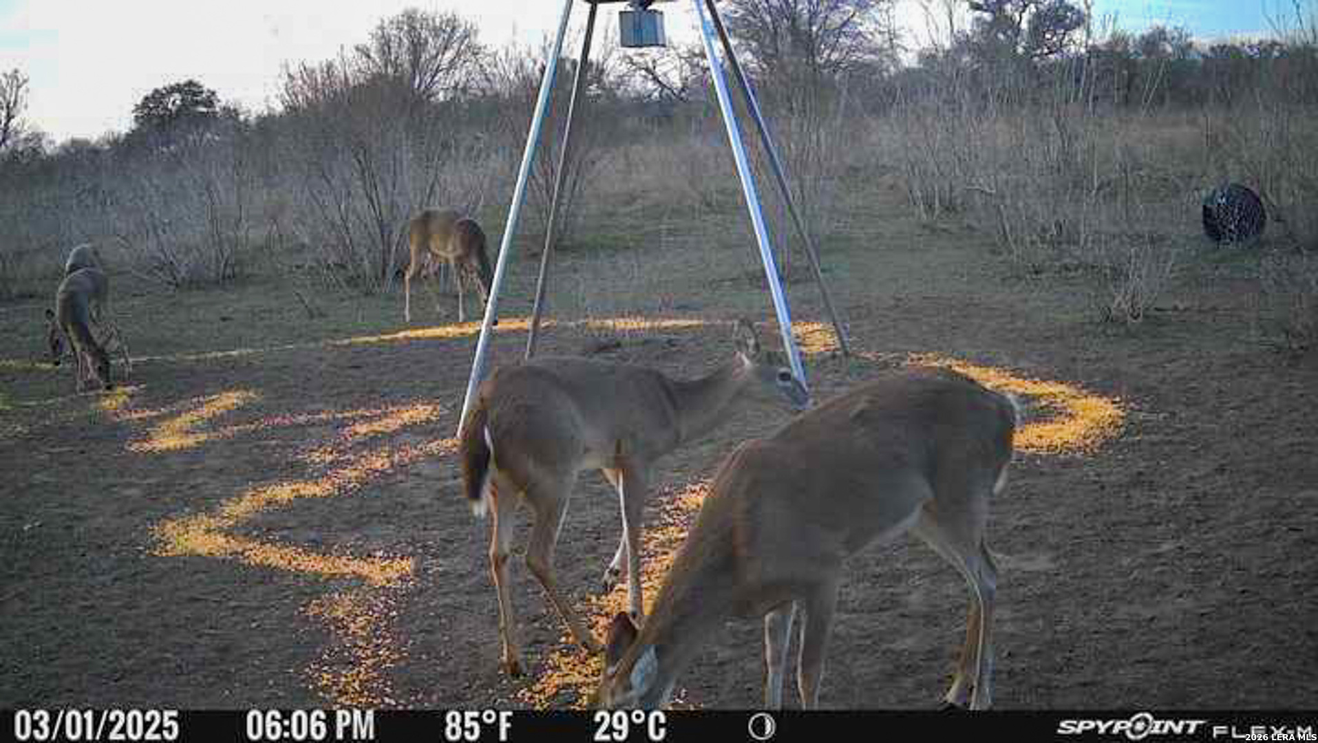 8251 County Road 106 Beeville TX 78102
