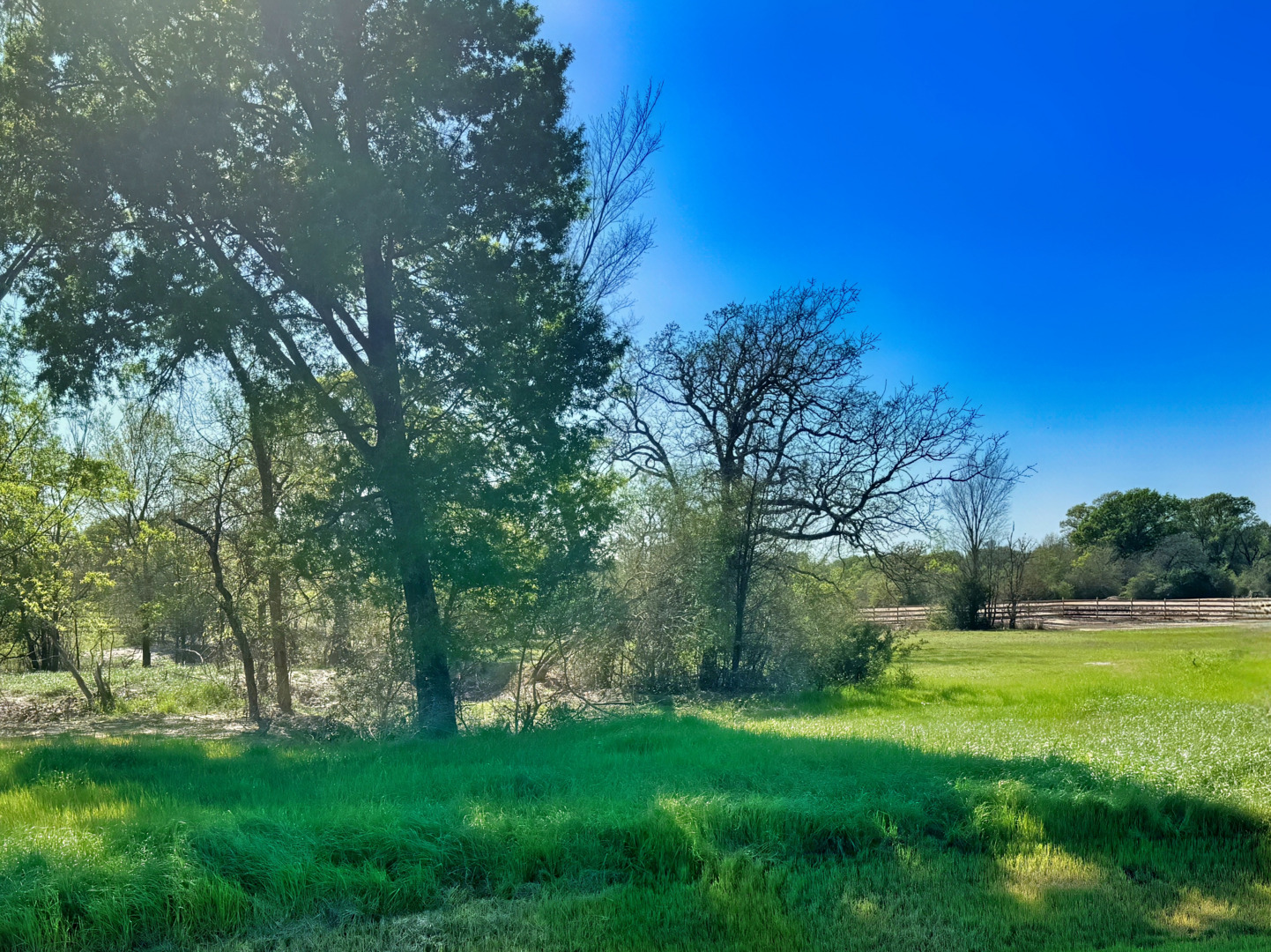 10273 Panther Creek Drive Iola TX 77861
