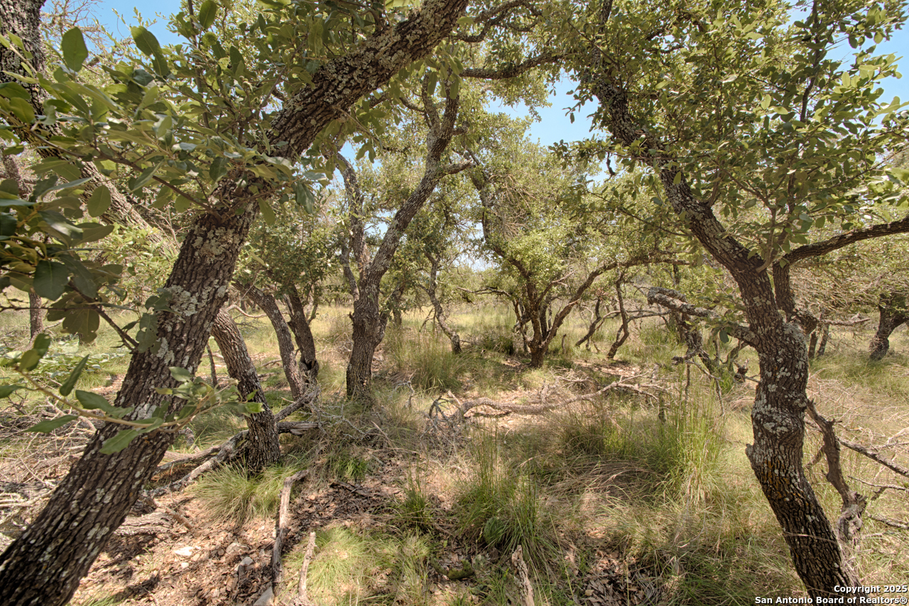 379 Bent Tree Harper TX 78631