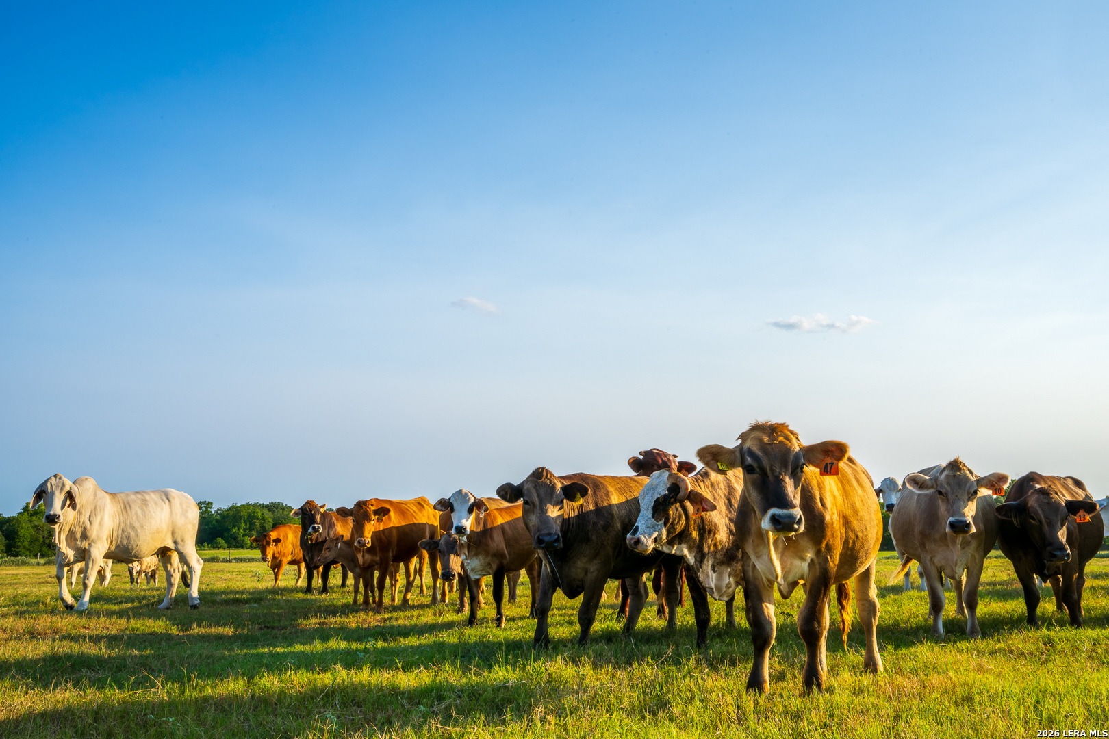 1071 Private Road 1090 Hallettsville TX 77964