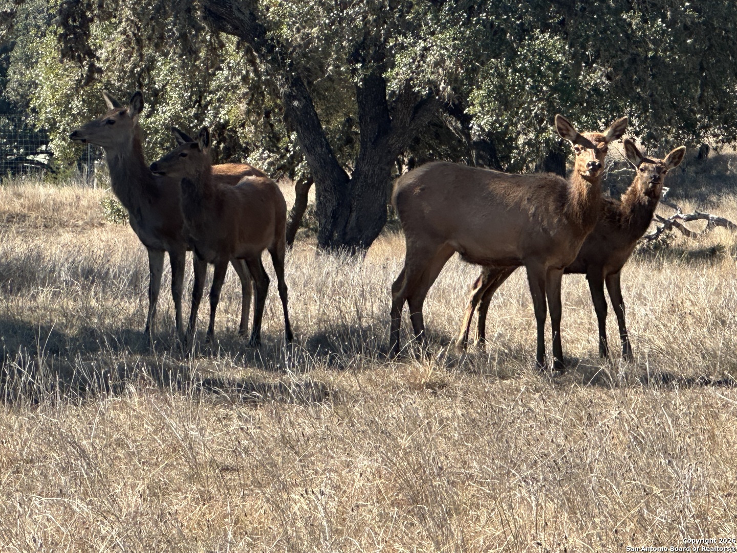 31 Bison Court Pipe Creek TX 78063