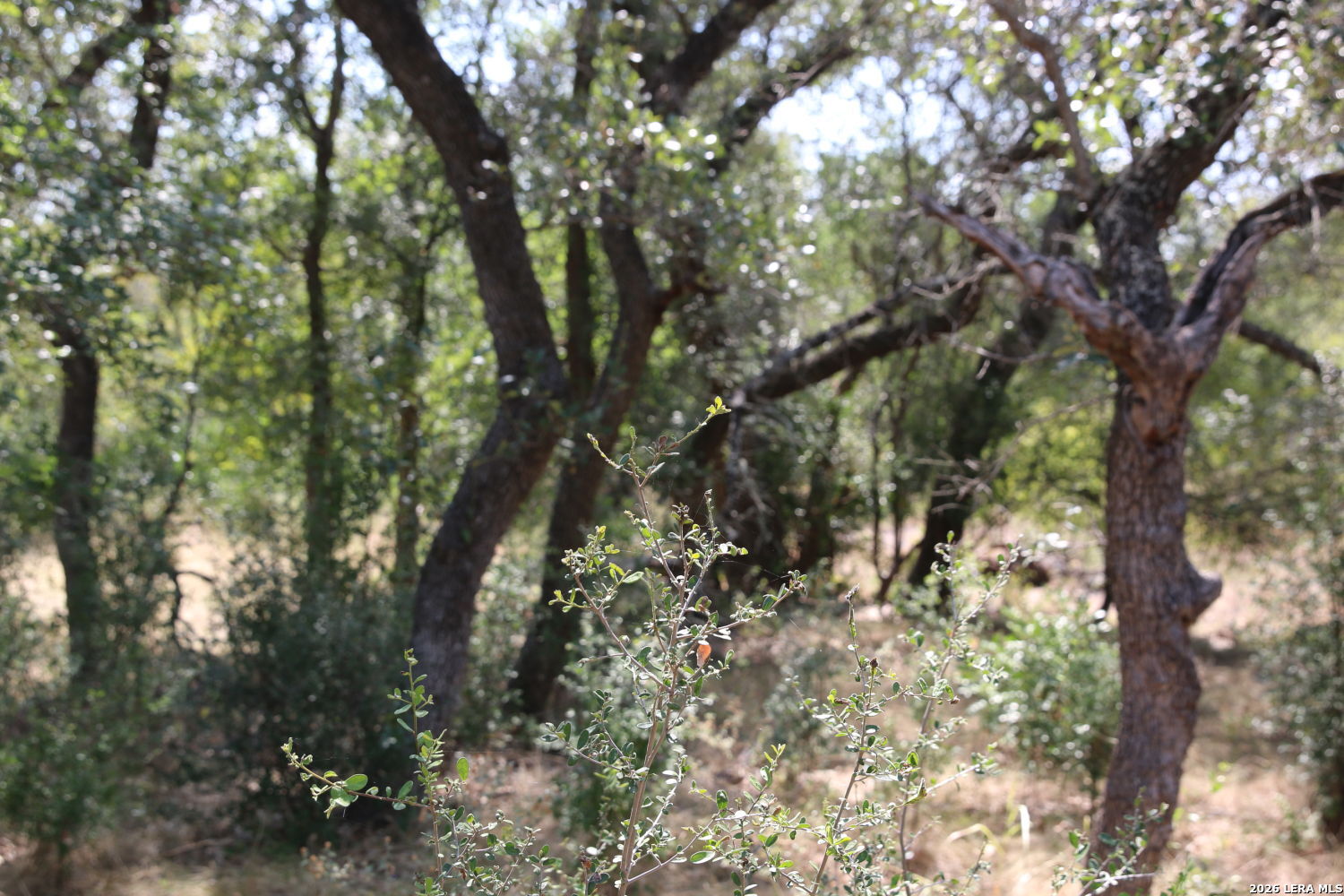 Tbd Stone Loop Castroville TX 78009
