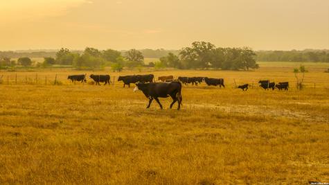 Tbd 113 Acres County Road 423 Harwood TX 78959