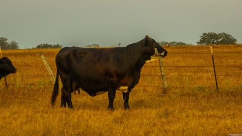 Tbd 113 Acres County Road 423 Harwood TX 78959