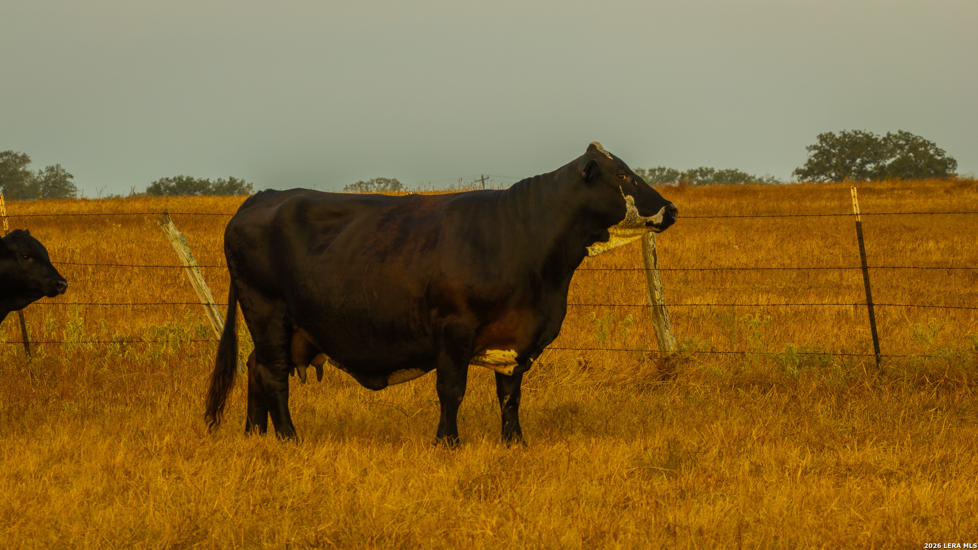 Tbd 113 Acres County Road 423 Harwood TX 78959