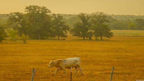 Tbd 113 Acres County Road 423 Harwood TX 78959