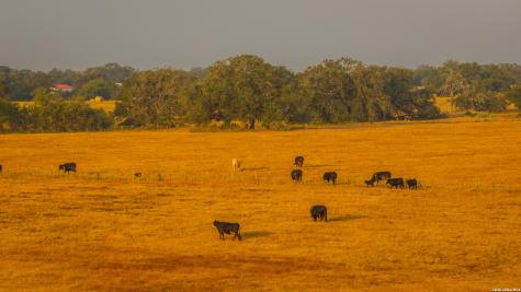 Tbd 113 Acres County Road 423 Harwood TX 78959