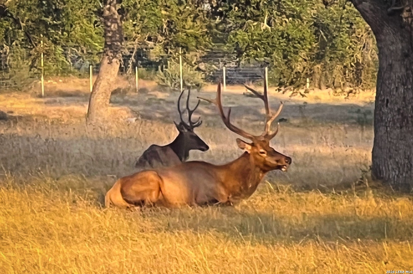 Lot 37 Blackbuck Trail Pipe Creek TX 78063