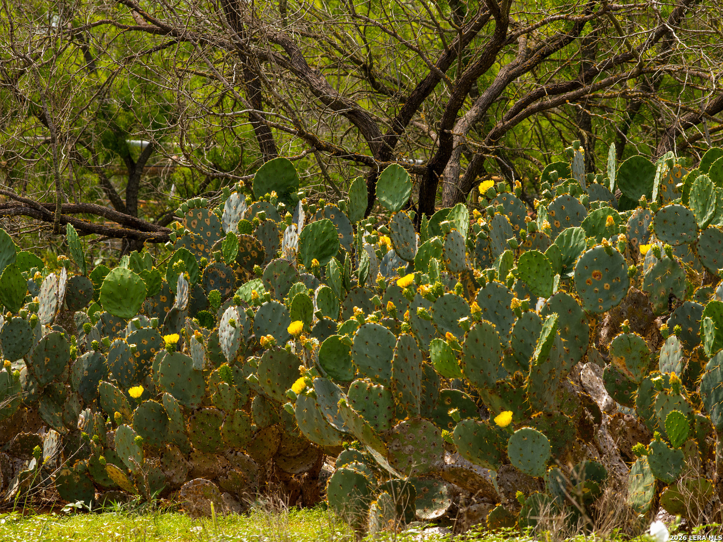 Tbd County Road 3000 Keystone Pearsall TX 78061
