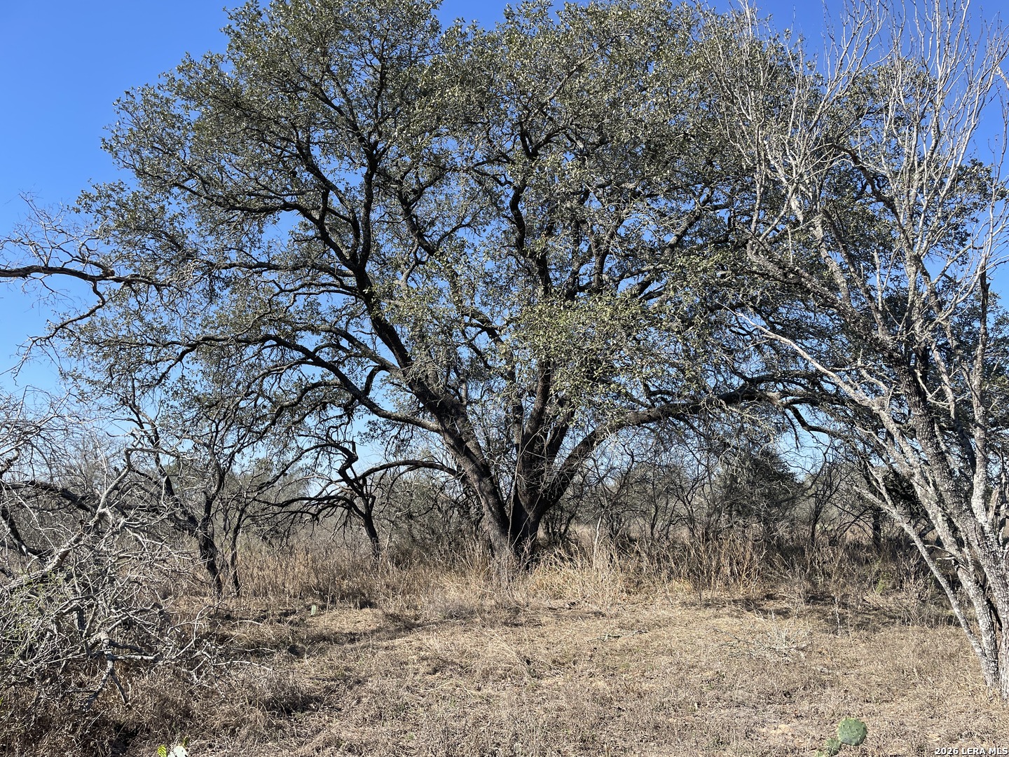 TRACT#8 12.31a County Road 777 Devine TX 78016